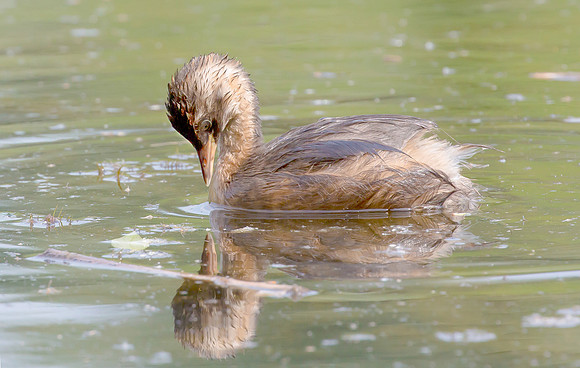 Dodaars, Little Grebe, Diemervijfhoek, 16-07-2016, S1A1746