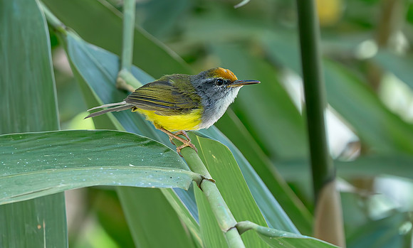 Mountain Leaftoiler, Botanical garden Bedugul area, Bali 2018