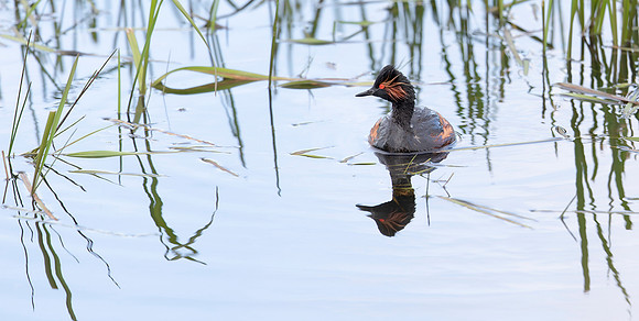 Geoorde Fuut, Black-necked Grebe, Eared Grebe, Onner, Polder 23-05-2021, 16A4650 def rec