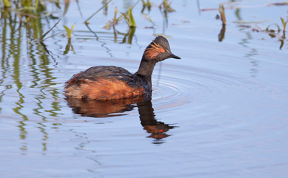 Geoorde Fuut, Black-necked Grebe, Eared Grebe, Onner Polder 23-05-2021, 16A4172 def rec
