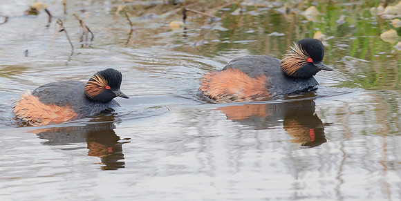 Geoorde Fuut ♀, ♂, Black-necked Grebe, Eared Grebe,  Haren 29-04-2021, 16A2291 def rec III