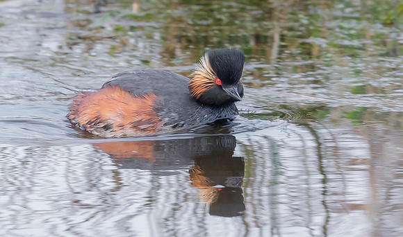 Geoorde Fuut ♂, Black-necked Grebe, Eared Grebe, 29-04-2021, 16A2307 def rec