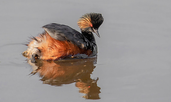 Geoorde Fuut, Black-necked Grebe, Eared Grebe, Onner Polder 23-05-2021, 16A4507 def rec