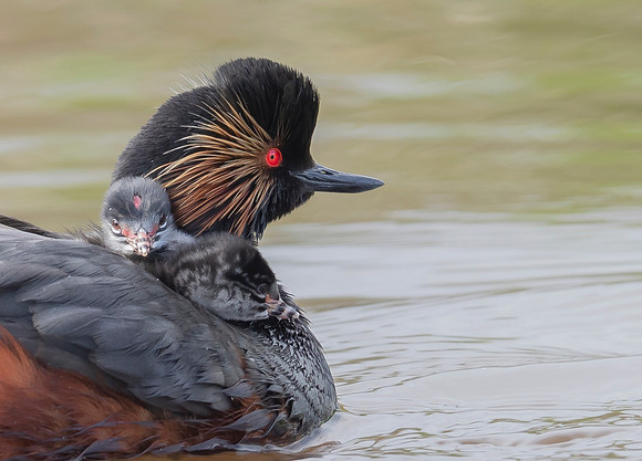 Geoorde Fuut, Black-necked Grebe, Eared Grebe, Onner Polder 23-05-2021, 16A4827 def rec