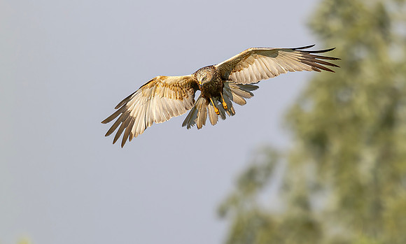 Bruine kiekendief ♂, Marsh harrier, Rietlanden Kockengen 2024