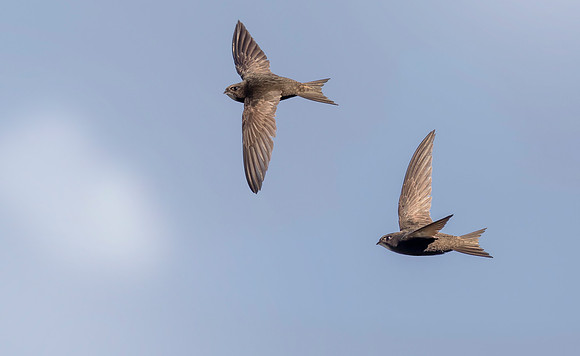 Gierzwaluw, Common Swift, Heeg 2022