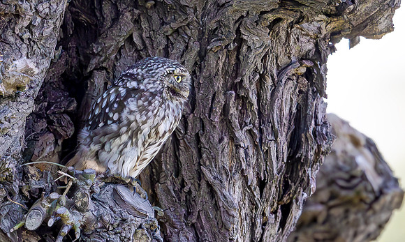Steenuil, Little Owl, Groene Hart, Nederland 2024