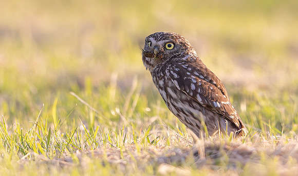 Steenuil, veenmol, Little Owl, Mole Cricket, Groene Hart 2024