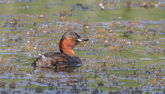 Dodaars, Little Grebe, Diemervijfhoek, S1A1919 II def rec b