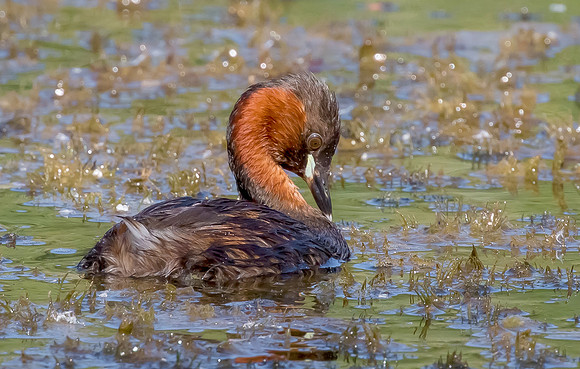 Dodaars, Little Grebe, Diemervijfhoek, S1A1925 def rec