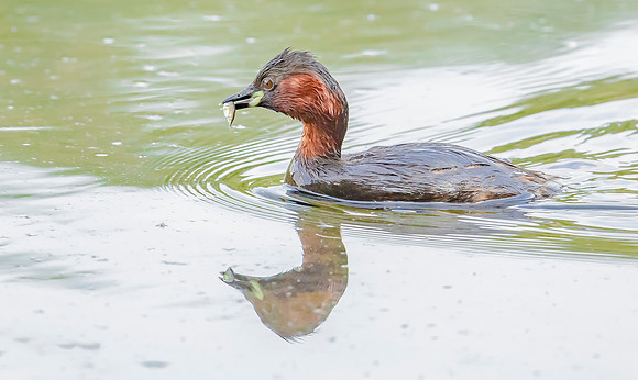 Dodaars, Little Grebe, Diemervijfhoek 24-08-2017, S1A9683 II c