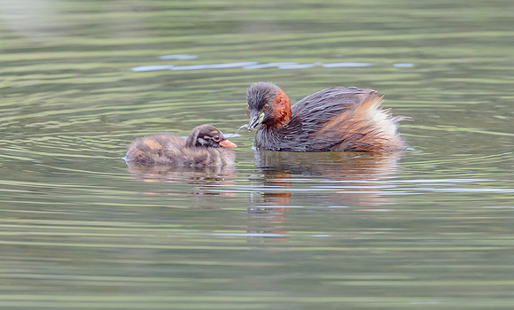 Dodaars, Little Grebe, juv, ad, Diemervijfhoek 14-08-2017,  S1A9112