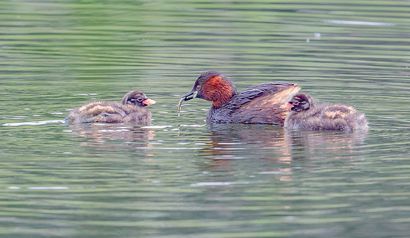 Dodaars, Little Grebe, Diemervijfhoek 14-08-2017, S1A8758