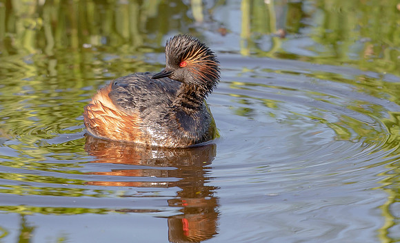 Geoorde Fuut, Black-necked Grebe / Eared Grebe, Onner Polder 2021