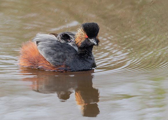 Geoorde Fuut, juv, Black-necked Grebe / Eared Grebe, Onner Polder 2021