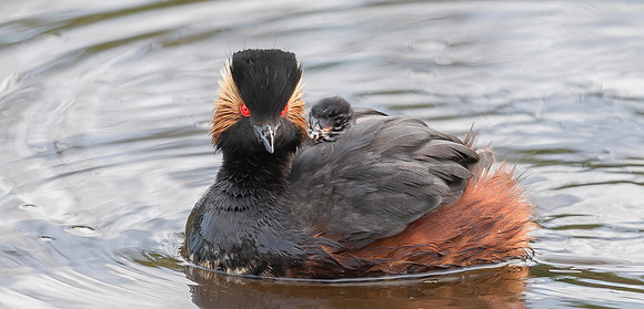 Geoorde Fuut, juv, Black-necked Grebe / Eared Grebe, Onner Polder 2021