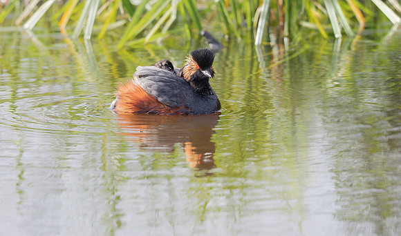 Geoorde Fuut, juv, Black-necked Grebe / Eared Grebe, Onner Polder 2021