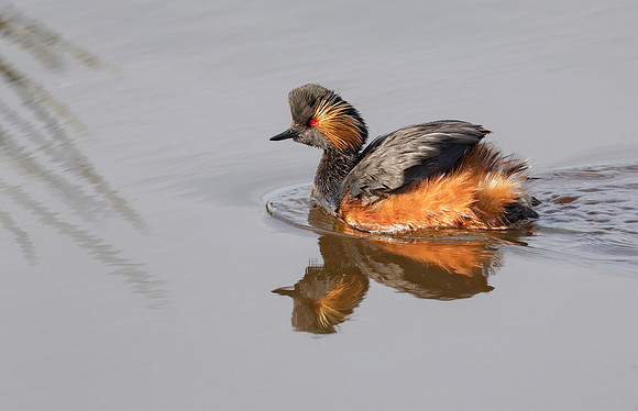 Geoorde Fuut, Black-necked Grebe / Eared Grebe, Haren 2021