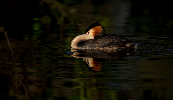 Fuut, Great Crested Grebe, Kockengen 2018