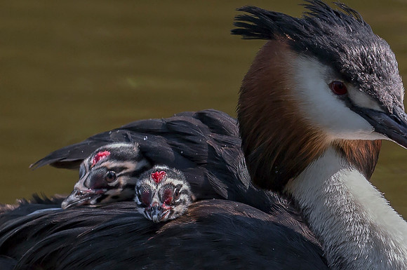 Fuut, juv, Great Crested Grebe, Kockengen 2018,