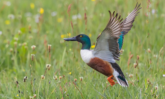 Slobeend ♂, Northern Shoveler, Eempolder 2022
