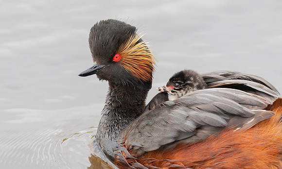 Geoorde Fuut ♀, juv, Black-necked Grebe / Eared Grebe, Haren 2021