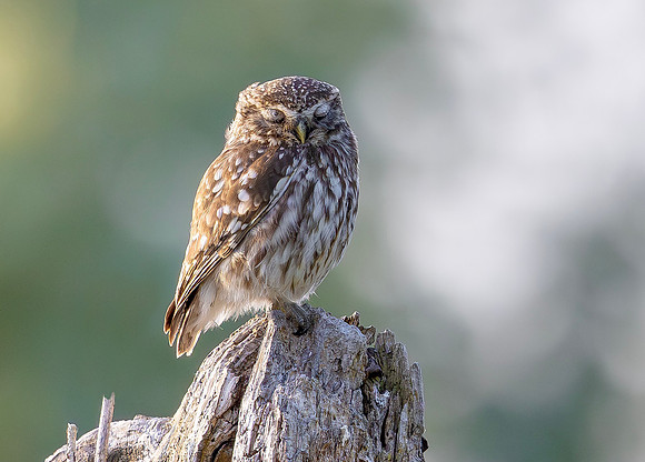 Steenuil ♀, Little Owl, Groene Hart 2025