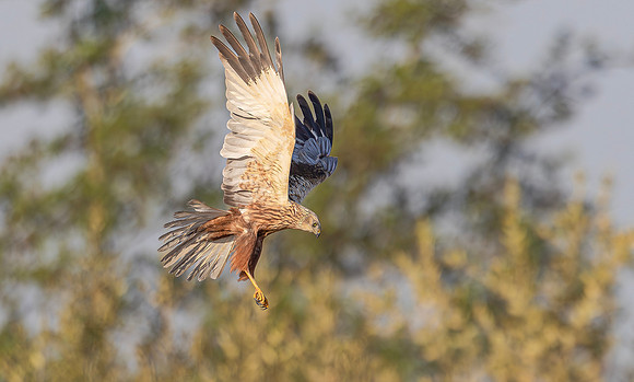 Bruine kiekendief ♂, Marsh harrier, Rietlanden Kockengen 2025