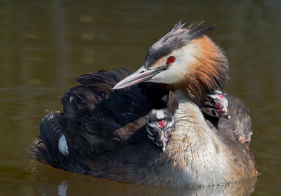 Fuut, juv, Kockengen 15-05-2018, S1A3039 DEF IV