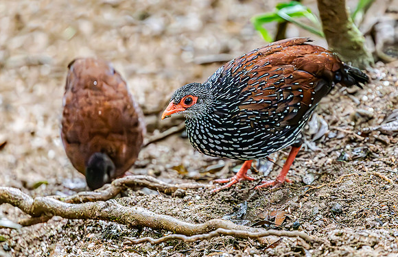 Sri Lanka Spurfowl, Sri Lanka 2019