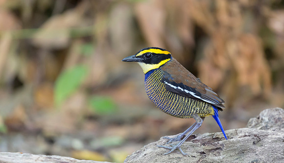 Javan Banded Pitta ♂, Bali Indonesia 2018