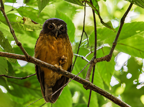 Ochre-bellied Boobook ♀, ♂, Sulwesi, Indonesia 2018