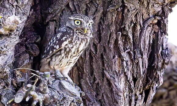 Steenuil, Little Owl, Groene Hart 2024