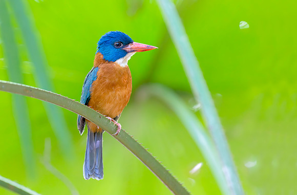 Blue-headed Kingfisher ♂, Tangkoko, Sulawesi 2018