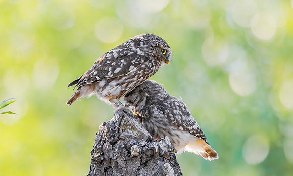 Steenuil, juv, Little Owl, Groene Hart 2025