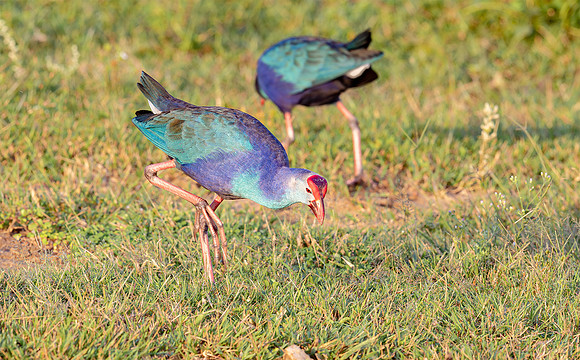 Purple Swamphen foraging, Bundala Ntl. Park, Sri Lanka 2019