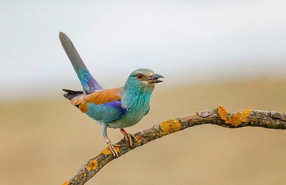 Scharrelaar ♀, European Roller, Campo Lugar, Spain 2019