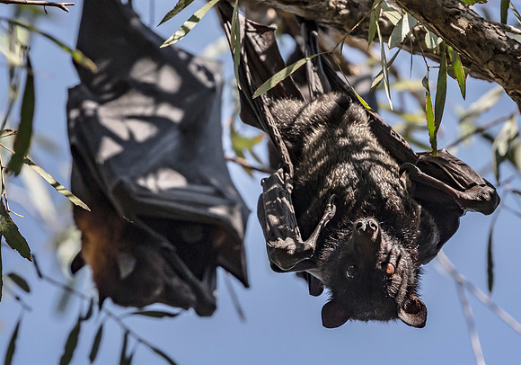 Black Flying Fox, Pteropus alecto, Northern Territory, Australia 2016