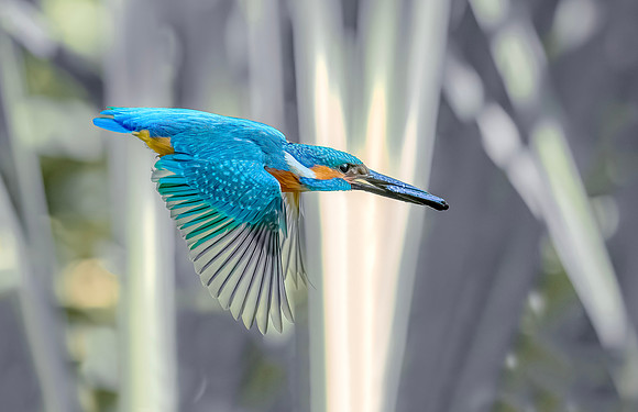 IJsvogel vliegend, Common Kingfisher flying, Kockengen 2021
