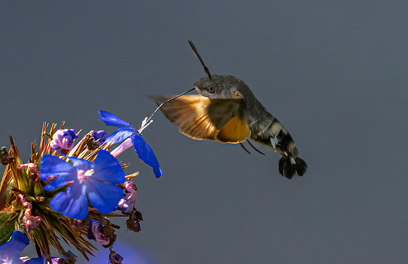 Kolibrievlinder op loodkruid, Hummingbird Hawk-moth on Leadwort, Kockengen  2023