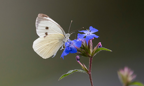 Groot koolwitje ♀, Large Cabbage White, Kockengen 2023