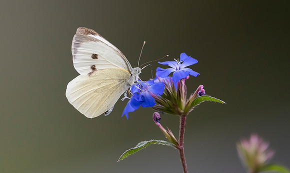 Groot koolwitje ♀, Large Cabbage White, Kockengen 2023