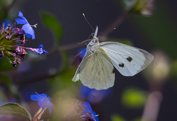 Groot koolwitje ♀, Large Cabbage White, Kockengen 2023