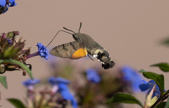 Kolibrievlinder op loodkruid, Hummingbird Hawk-moth on Leadwort, Kockengen  2023