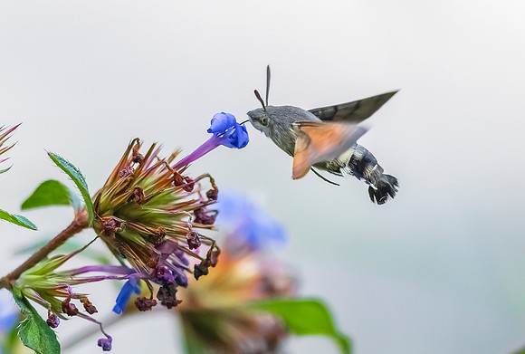 Kolibrievlinder op loodkruid, Hummingbird Hawk-moth on Leadwort, Kockengen  2022