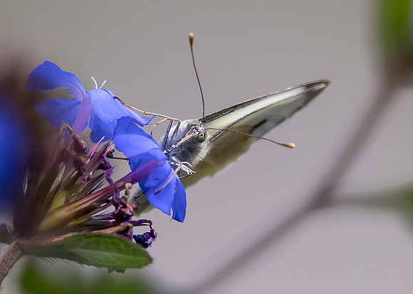 Groot koolwitje ♀, Large Cabbage White, Kockengen 2023