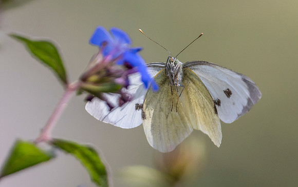 Groot koolwitje ♀, Large Cabbage White, Kockengen 2023