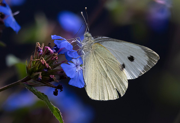 Groot koolwitje ♀, Large Cabbage White, Kockengen 2023