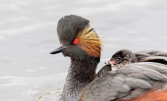 Geoorde Fuut, juv, Black-necked Grebe / Eared Grebe, Onner Polder 2021