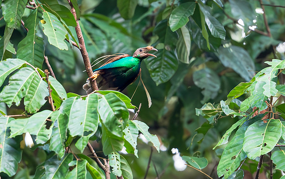 8818 Standardwing or Wallaces Bird-of-Paradise, Halmahera, Indonesia 2018, S1A1311
